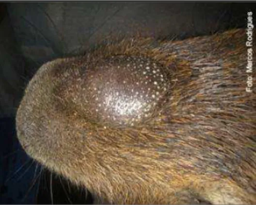 Figura 4: Glândula Nasal de um macho dominante de capivara. Foto: arquivo pessoal. 
