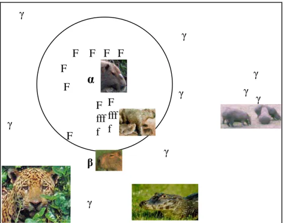Figura 5: Estrutura social de um grupo de capivaras: no centro o macho dominante ( α),  rodeado de várias fêmeas adultas (F) e filhotes (f)