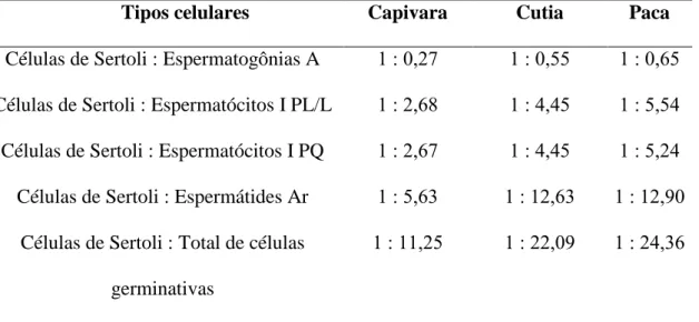 Tabela   . Razões entre os números corrigidos de células germinativas e de células de  Sertoli,  no  estádio  1  do  ciclo  do  epitélio  seminífero,  em  capivaras,  cutias  e  pacas  adultas