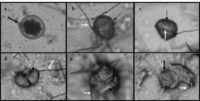 Fig. 1. (A) Toxocara canis eggs (black arrow), control. (B) Hyphae of the fungus  Pochonia  chlamydosporia  (white  arrow)  attached  to  the  eggshell,  a  type  1  effect