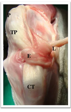 Figura  2.  Imagem  fotográfica  ilustrando  a  manobra  feita  para  que  o  enxerto  de  fáscia  lata  mimetize  o  trajeto  normal do ligamento cruzado cranial