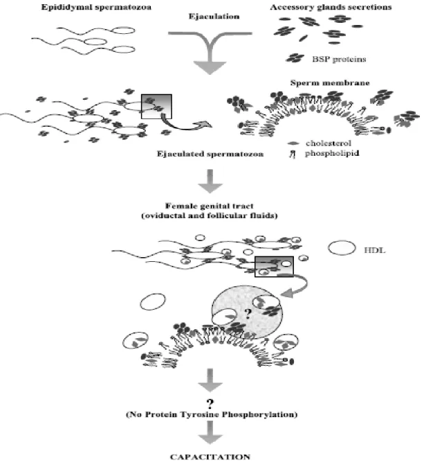 Figura 2. Mecanismo de atuação das BSP´s na capacitação espermática (Fonte : Manjunath e Thérien, 