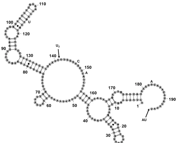 Figure 2.  Secondary structure of ITS1 of  Phakopsora pachyrhizi . The most frequent ribotype  (Ribotype A) is used as the reference sequence