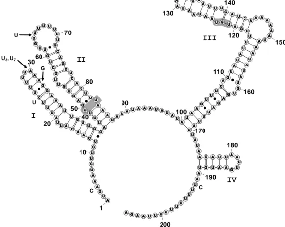 Figure 4.  Secondary structure of ITS2 of  Phakopsora pachyrhizi . Accession 170674463  retrieved from The ITS2 Database II (Selig  et al