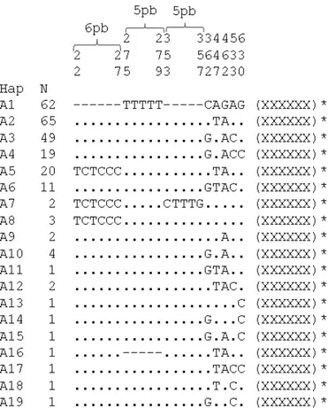 Figura 1:  Alinhamento dos sítios variáveis no fator de ribosilação do ADP definindo os 19  haplótipos de  P
