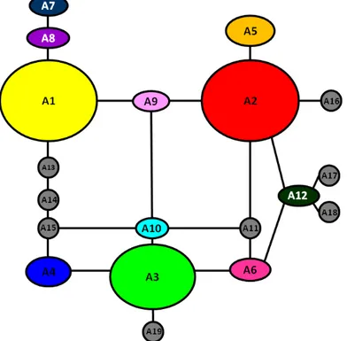 Figura 2:  Rede de haplótipos para os haplótipos do fator de ribosilação do ADP de  P
