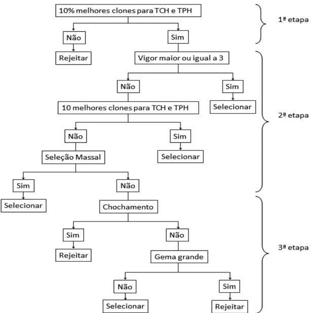 Figura 4 - Árvore de decisão na seleção de genótipos na fase T2 do programa 