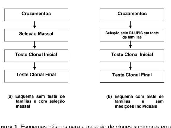 Figura 1. Esquemas básicos para a geração de clones superiores em cana- cana-de-açúcar (Resende e Baborsa, 2005)
