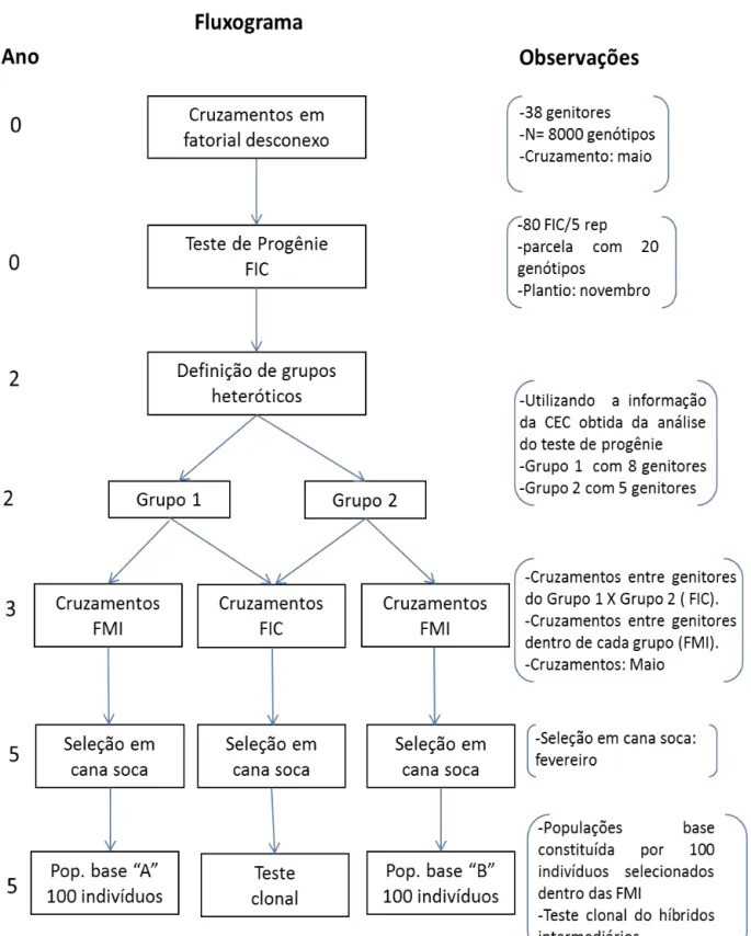 Figura 1- Fluxograma para formação das populações base para Seleção Recorrente  Reciproca em cana-de-açúcar
