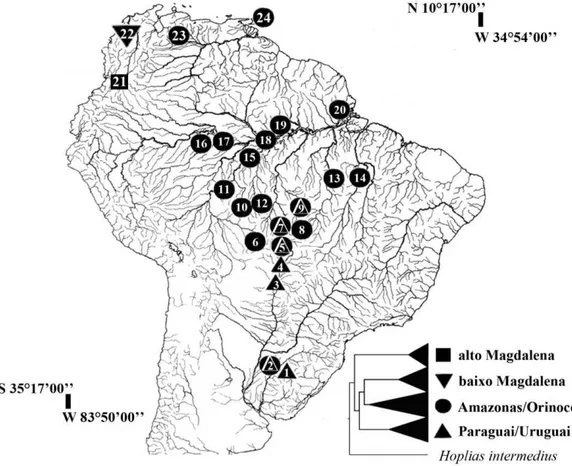 Figura  I.2  Distribuição  dos  haplogrupos  de  Hoplias  malabaricus  nas  bacias  hidrográficas  dos  rios  Caroni  (ilha  de  Trinidad),  Magdalena,  Orinoco,  Amazonas,  Tocantins, Paraguai e Uruguai