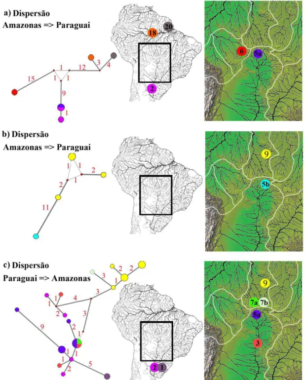 Figura I.3 Redes de haplótipos com o gene ATPase6 representando as dispersões de  Hoplias malabaricus entre as bacias hidrográficas dos rios Amazonas e Paraguai