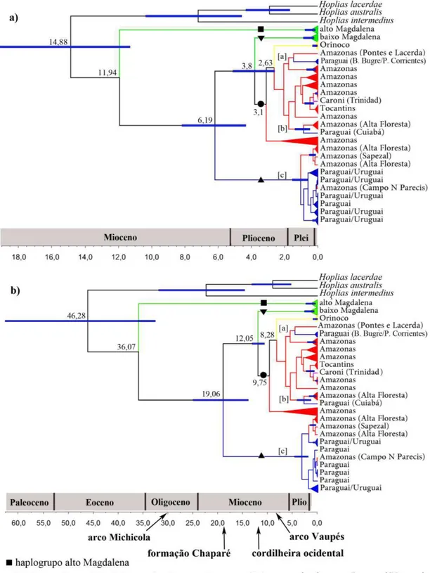 Figura  I.6  Hipóteses  de  tempo  de  divergência  molecular  entre  os  haplogrupos  de  Hoplias malabaricus