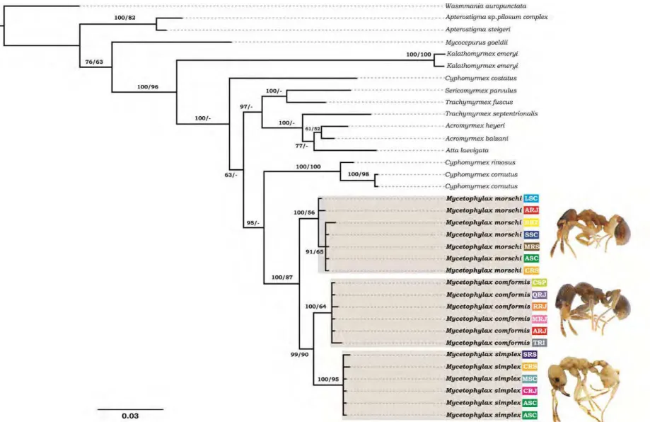 Figure 1   Bayesian phylogenetic consensus tree of combined wingless and long-wave rhodopsin gene sequences