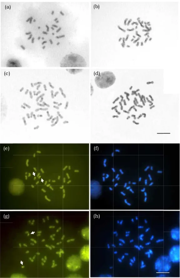 Figure 2  (d)  submi (dark  grey with  fluor staining fo 5µm.  (a) (c) (e) (g)  - Metaphas itted  to  C-by)