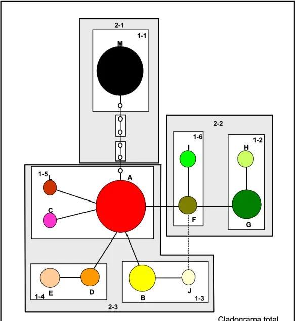 FIG. 4. Rede de haplótipos de cpDNA obtida com TCS 1.13 e conjunto de clados 