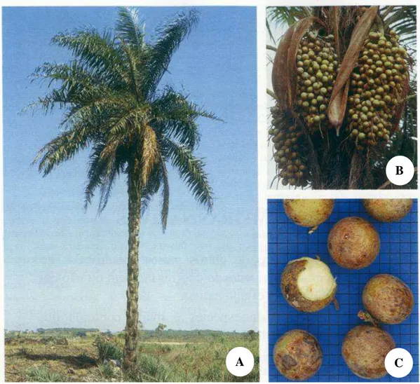 Figura 1. Detalhes da palmeira macaúba (Acrocomia aculeata (Jacq.) Lodd. ex  Martius)
