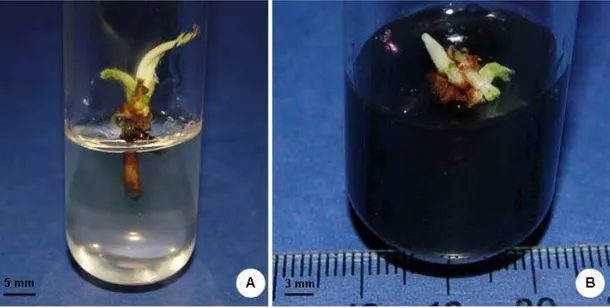 Figura 8. Regeneração de plântulas de macaúba. A: Germinação completa de embrião  somático de macaúba