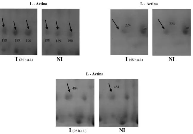 Figura 5. Spots diferencialmente expressos no genótipo Conquista inoculado (I) com Meloidogyne 