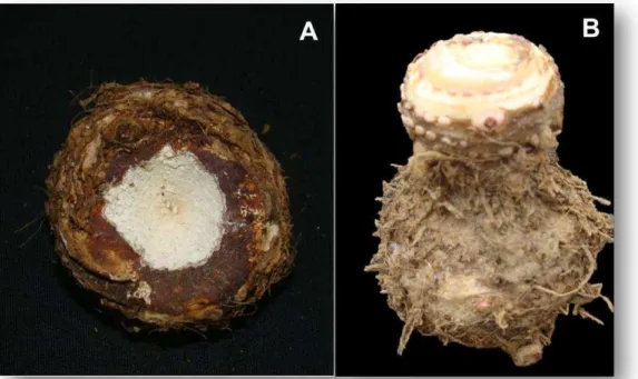 Figura 1. Rizomas do genótipo de  taioba ‘Caipira’, sem meristema apical (com cava  apical) (A) e com meristema apical (sem cava apical) (B)