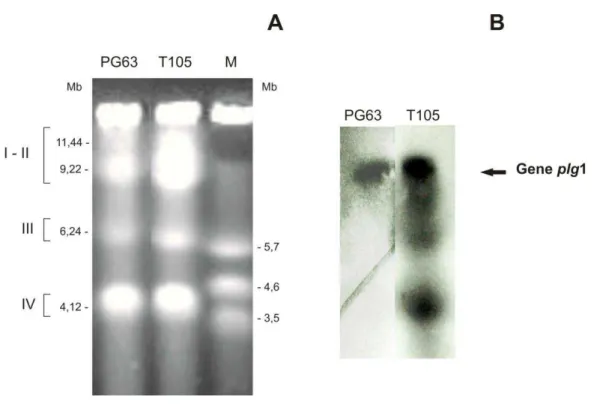 Figura 1: Cariótipo do P. griseoroseum PG63 e do recombinante T105 e localização  do gene plg1