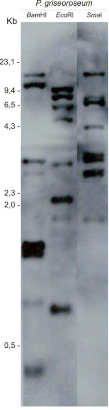 Figura  2:  Análise  da  hibridização  da  região  telomérica  de  P.  griseoroseum.  Auto- Auto-radiografia  do  DNA  total  da  linhagem  P