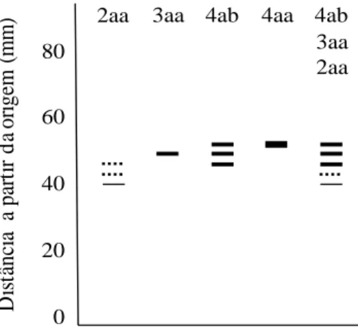 Figure 2. Diagrammatic  representation of the patterns of bands of  the enzyme MDH in Stryphnodendron adstringens
