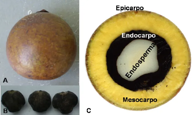 Figura 1 Detalhes dos frutos da palmeira macaúba (Acrocomia aculeata (Jacq.) Lodd. ex  Martius)