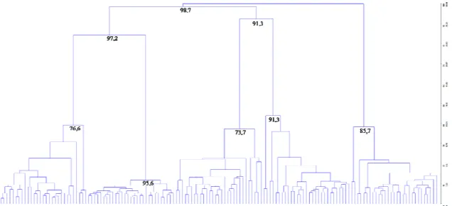Figura 2. Agrupamento das 145 matrizes de macaúba pelo método UPGMA, com base na  divergência genética expressa pela distância euclidiana média