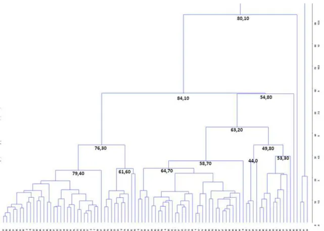 Figura 3.  Agrupamento das 91 matrizes de macaúba pelo método UPGMA, com base na  divergência genética expressa pela distância euclidiana média