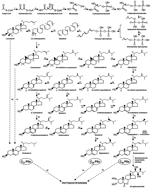 Figure  5.  Biosynthesis  of  C 27 ,  C 28 ,  and  C 29   PSs  and  PEs.    The  numbers  are 