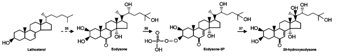 Figure 6. Biosynthesis of E and 20E in spinach.  The numbers are representing  the enzymes