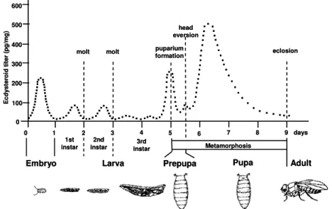 Figure  7.    Correlations  in  between  the  major  developmental  transitions  and  20E pulses in  D