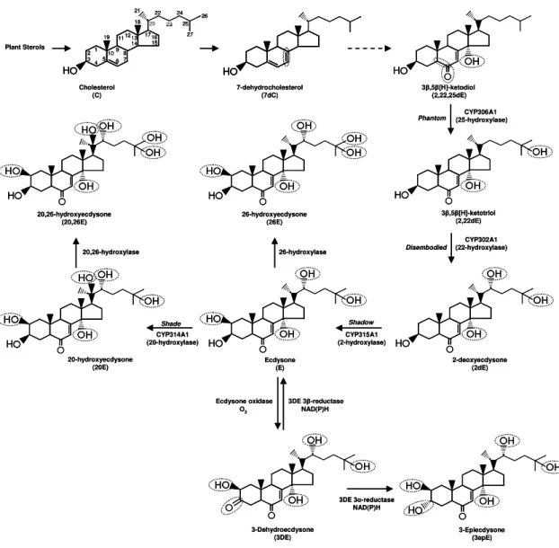 Figure 8.  Biosynthesis and metabolism of ZEs.  Insects obtain in their diet plant  sterols which are converted into ketodiol