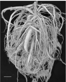 Figure  1.    Detail  of  Pfaffia  glomerata  (accession  13)  tuberous  roots,  harvested after 180 days