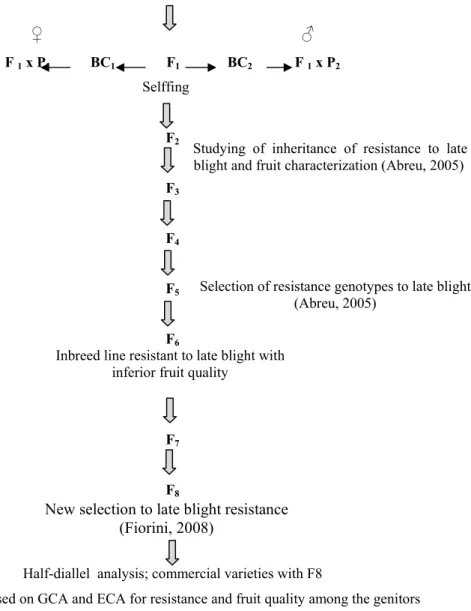 Figure 1. The main procedures related to the breeding program of late blight during 