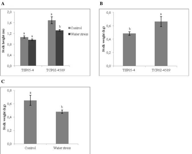 Figure 5. Mean stalk height and mean stalk weight of two sugarcane genotypes (drought- (drought-tolerant: TSP05-4 and drought-susceptible: TCP02-4589) grown under two water supply  regimes (control and moderate water stress) (mean, ± S.E.)