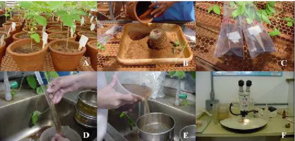 Figura 1. Ensaio em casa de vegetação (A), coleta e lavagem das raízes (B a E),  contagem dos cistos (F)