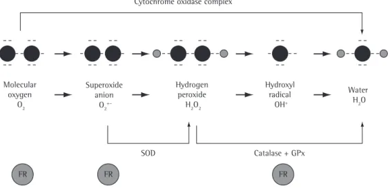 Figure  1  -  The  complete  reduction  of  molecular  oxygen  (O 2 ),  incorporating  four  electrons  in  the  terminal  part  of  the  respiratory  chain,  results  in  the  formation  of  water  (upper  arrow)