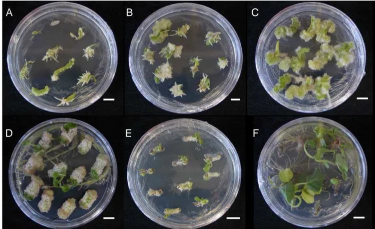 Figura  3.  Respostas  morfogênicas  de  acessos  de  Solanum  melongena  L.  do  BGH-UFV  à  indução  de  organogênese  e  embriogênese 