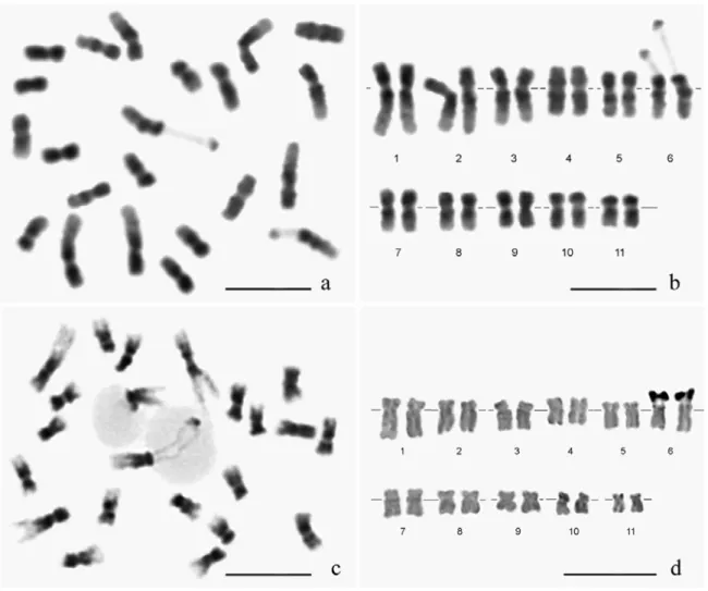 Fig. 1. Chromosomes obtained from cell suspension aggregates culture of  C.  canephora  treated with 3 µM APM for 3 h