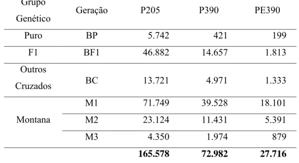 Tabela 2. Número de informações por grupo genético e geração para peso aos  205 dias (P205), peso aos 390 dias (P390) e perímetro escrotal aos  390 dias (PE390) 