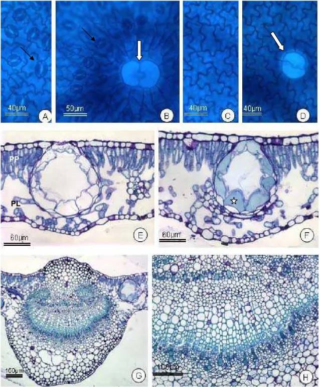 Figura 3 – Fotomicrografias de cortes paradérmicos (A a D) e transversais (E a  H), de folhas de  E
