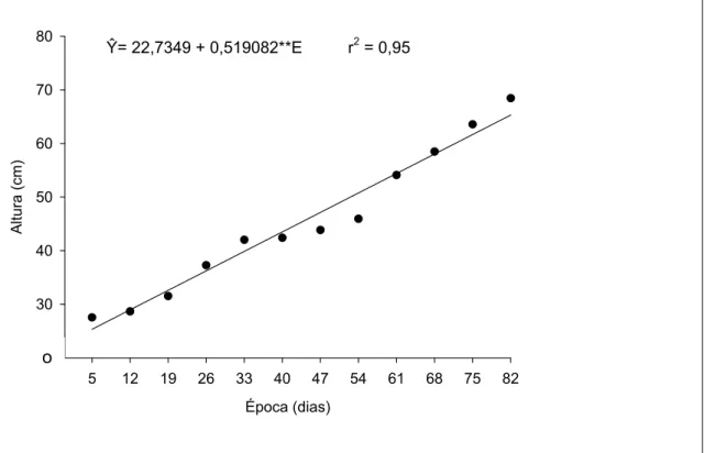 Gráfico 1 - Estimativa da altura (cm) das plantas de  E. globulus  em função da  época