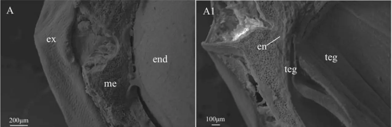 Figura 1. Imagem obtida em microscópio eletrônico de varredura em semente de Carica  papaya  L