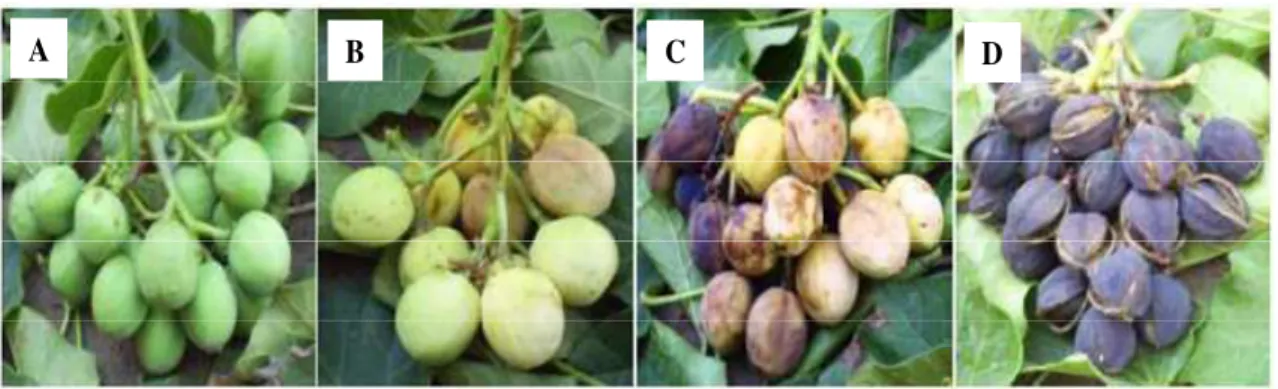 Figura 1. Estágios de maturação de frutos de pinhão manso (J. curcas L.) segundo Silva et al