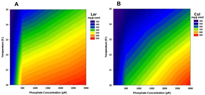 Figure  14.  Phytate  content  (InsP6)  in  seeds.  Interaction  of  phosphate  concentration  and  temperature  during  seed  development  in  different genotypes: (A) Ler; (B) Col