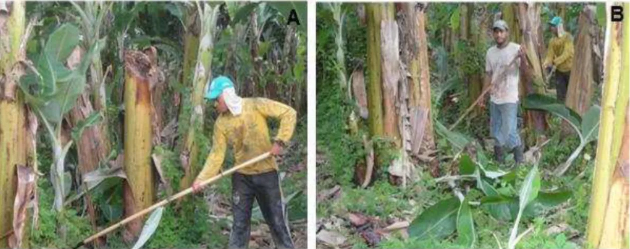 Figura 3 - Operação de desbaste do excesso de brotações na bananeira  ‘Prata  Anã’ (A e B) no Sítio Natura, no município de Cantagalo - MG