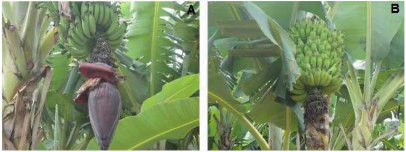 Figura  4  -  Cachos  de  bananeira  ‘Prata-Anã’  (A)  sem  a  remoção  da  porção  terminal da inflorescência e (B) com a remoção da porção terminal  da  inflorescência  no  Sítio  Natura  no  município  de  Cantagalo-MG