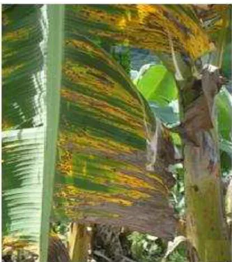 Figura  5  -  Folhas  de  bananeira  ‘Prata  Anã’  com  sintomas  do  ataque  de  sigatoka-amarela  no  Sítio  Natura  localizado  no  município  de  Cantagalo-MG