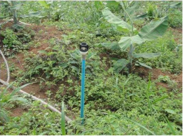 Figura 9 - Aspersor utilizado na área de bananal  ‘Prata Anã’ recém-plantado no  Sítio  Natura,  no  município  de  Cantagalo  -  MG